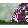 Buy cheap Factory Manufacturer Wide-width Agricultual Cover Non Woven Fabric, wholesale china factory spunbond agriculture nonwove from wholesalers