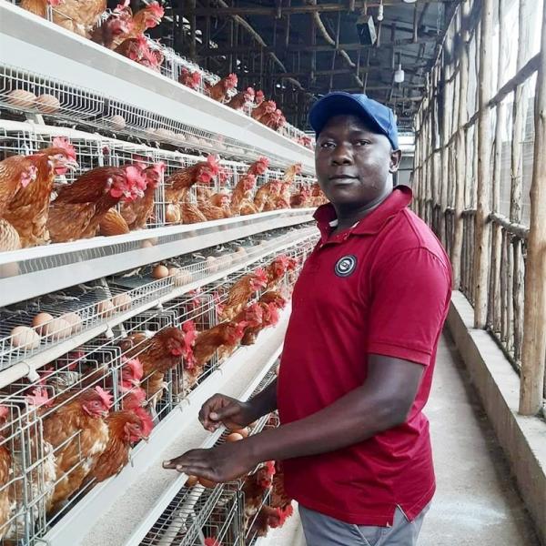 Quality 90/96/120/128/160 Birds Laying Poultry Chicken Cage System Farming A Type 3/4 Tiers Battery Layer Cage for sale