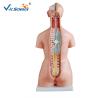 Buy cheap High Performance 85cm Human Torso Skeleton Unisex Torso 23 Parts VIC-204 from wholesalers