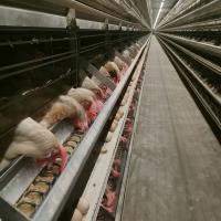 Buy cheap ISO9001 HI HOPE Layer Poultry Farming Equipment Nipple Drinking product