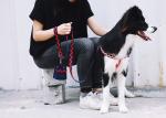 Cloth Dog Poop Bag Holder Custom Portable Waste Dispense Garbage Outdoors