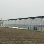 Automatic System Multi-Span Greenhouse PC Polycarbonate Film Greenhouse Steel