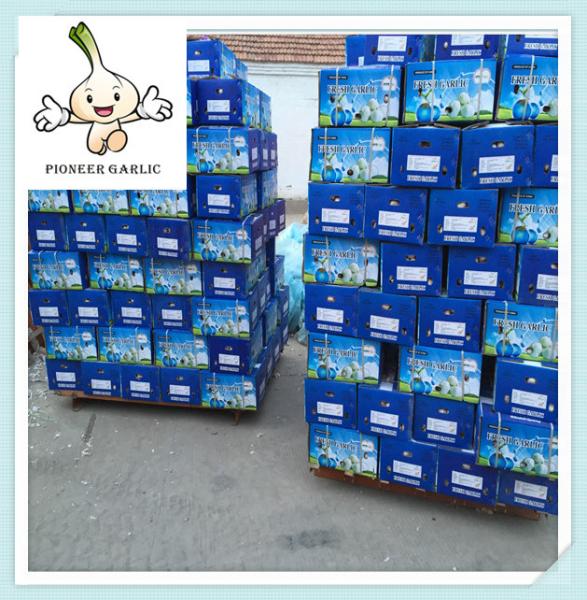 Buy cheap Export Premium Standard JinXiang Fresh Garlic Purple /Red/Pure White Garlic from wholesalers
