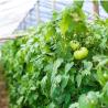 Buy cheap Juxiang Multi-Span Humidity Control Greenhouse for Peppers Film Greenhouse Department from wholesalers