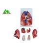 Buy cheap Professional Medical Teaching Models Human 3D Lung Model Natural Size from wholesalers