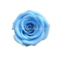 Buy cheap Dehydrated Eternal Long Lasting Roses In A Box Non-Toxic product