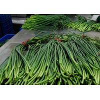 Buy cheap 55cm Long Chinese Garlic Growing Sprouts product
