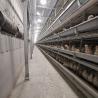 Buy cheap 90-160Birds A Type Chicken Cage , Q235 Steel Layer Farming Equipment from wholesalers