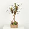 Buy cheap Home Decor Fake Dracaena Plant / Artificial Bonsai Tree With Cement Pot from wholesalers