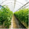 Buy cheap Agricultural Plastic Film Greenhouse Simple Structure Easily installed from wholesalers