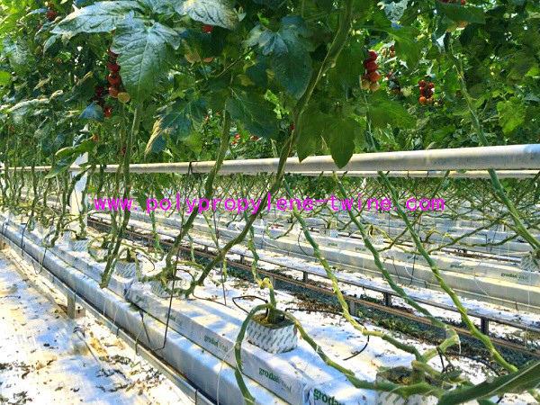 5kg/Spool 7500D 1200m/kg Virgin Polypropylene Tomato Tying Twine Rffia