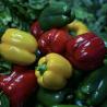 Buy cheap Sunlight Greenhouse Hydroponics Vegetable Production US Package Gross Weight 100.000kg from wholesalers