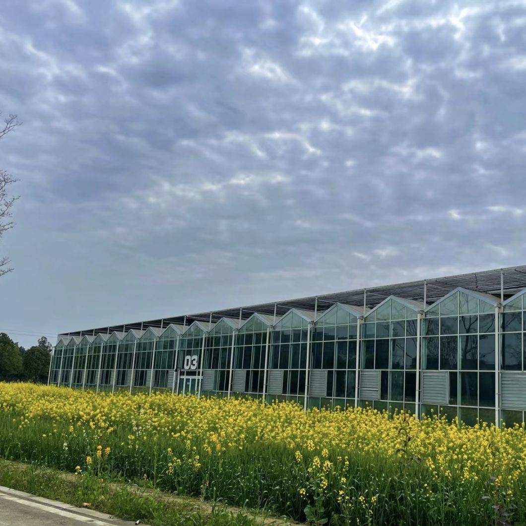 Chinese Origin Glass Greenhouse with Hydroponic System