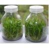Buy cheap plant tissue culture glass jar with plastic cap from wholesalers