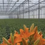 US Currency Glass Greenhouse for Growing Plants 100.000kg Package Gross Weight
