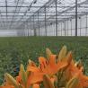 Buy cheap US Currency Glass Greenhouse for Growing Plants 100.000kg Package Gross Weight from wholesalers