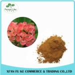 High Quality Crown Of Thorns Extract Powder10:1 20:1