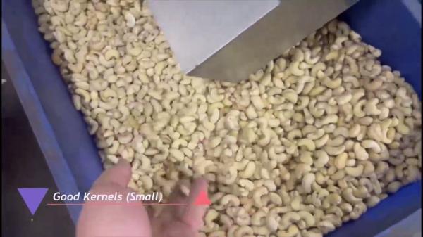 304 SS Stainless Steel High Capacity Cashew Sorting Machine with 12 Smart