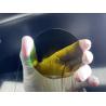 Buy cheap customized 4H-N Type Semi-Insulating SiC Substrates 4inch 6inch Silicon Carbide Wafers from wholesalers