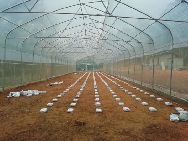Buy cheap 9x30 Tropical Green House Sawtooth Top Ventilation High Tunnel Greenhouse from wholesalers