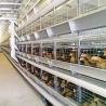 Buy cheap Poultry Farming Battery Cage System With Hot Galvanized Coating For Laying Hens from wholesalers
