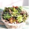 Buy cheap 2016 new style wicker garden baskets round shape willow plant basket from wholesalers