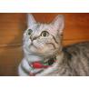 Buy cheap Red Personalised Quick Release Kitten Cat Collars With Name Tag Bell from wholesalers