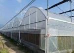 Buy cheap Hot Galvanized Frame Dome Lettuces Plastic Cover Greenhouse from wholesalers