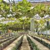Buy cheap Greenhouse Hydroponics System for Flower Cultivation Building Materials Steel Structure from wholesalers