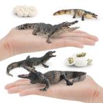 Crocodile Alligator Life Cycle Figure Model Toy For Boys Girls Kids
