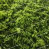 Buy cheap Japan Aonori Flakes Green Seaweed Laver Powder 6g For Japanese And Korean Cuisine from wholesalers