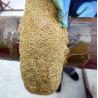 Buy cheap OEM Petrol Bitumen Mastic Putty For Flange Fitting from wholesalers