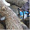 Buy cheap Single Cylinder Cordless Gasoline Chain Saw Forced Cooling from wholesalers