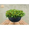 Buy cheap Waterproof Fiberclay Pot Planter Clay Flower Pots White Black Gray Color Round Outdoor Planters from wholesalers