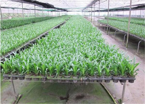 Buy cheap Seedbed System Greenhouse Rolling Benches For Multi Span Agricultural Greenhouse from wholesalers