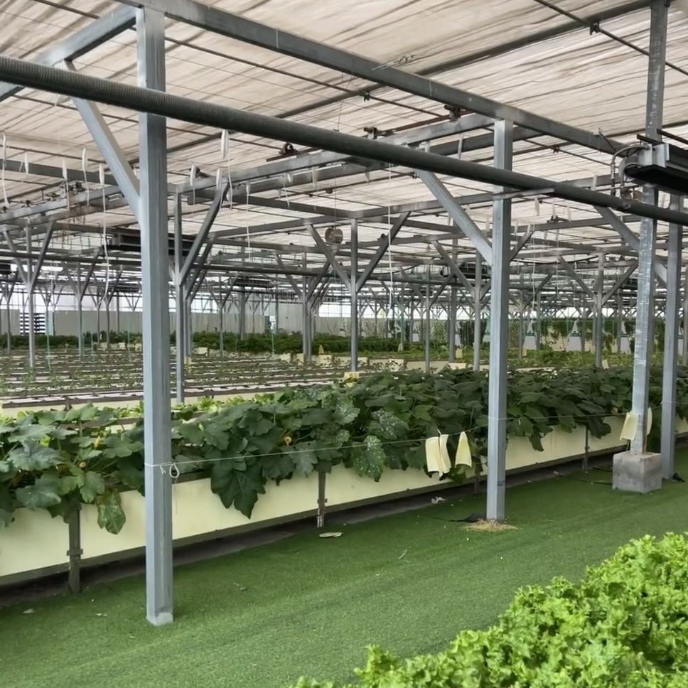Hydroponic Glass Greenhouse for Vegetable Farming