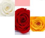 Hot Sale Beautiful and Romantic Preserved Roses Flower Roses in Heart Gift Box