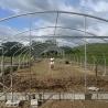 Buy cheap Roll Up Sides Ventilation Sustainable Hothouse High Tunnel Greenhouse for Farm from wholesalers
