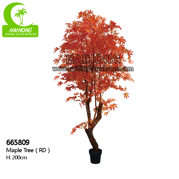 maple tree