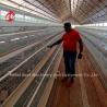 Buy cheap 96-200 Birds Capacity White Layer Cage in Nigeria Hot Dip Galvanized Steel Star from wholesalers