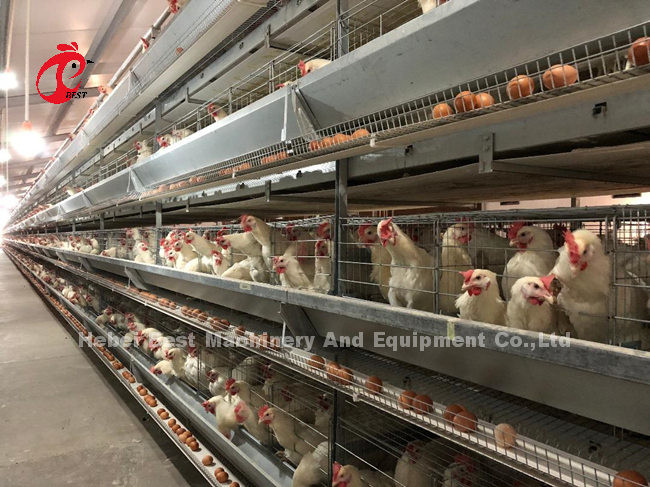 Galvanized A Type 120 Chicken Layer Battery Cage System Multilayer Doris