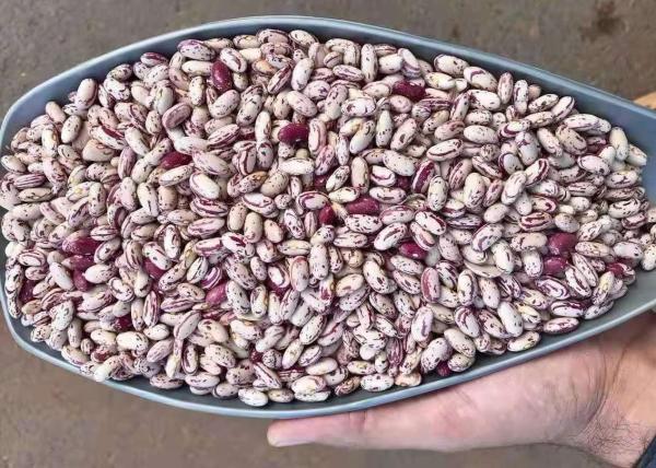 Buy cheap Light Speckled Dried Kidney Bean To Yemen dried Pinto Beans from wholesalers