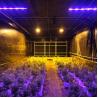 Buy cheap Light Deprivation Hydroponic American Greenhouse Automatic Tunnel Agriculture Film Greenhouse Blackout Greenhouse from wholesalers