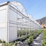 Sawtooth Plastic Film Multi-span Poly Tunnel Vegetable Hothouse Greenhouse For