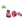 Buy cheap Plastic Human Anatomical Heart Model Life Size For Medical Students from wholesalers