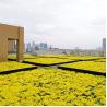 Buy cheap Plastic Tray Garden Planter for Garden Usage Terrace Roof Top Planting Made Simple from wholesalers