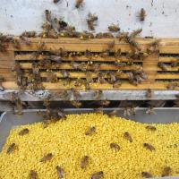 Buy cheap Pure Fresh Natural Rape Pollen Bee Product for Beekeeping Breeding product