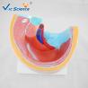 Buy cheap Professional Female Pelvis Model 3d Anatomy Model Pregnancy Pelvis VIC-332A from wholesalers