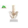 Buy cheap Adult Female Pelvis Model Medical Teaching Models Life Size PVC Material from wholesalers
