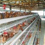 Poultry Farming Cage System Galvanized Egg Layer Cage 40 doors In Africa Adela